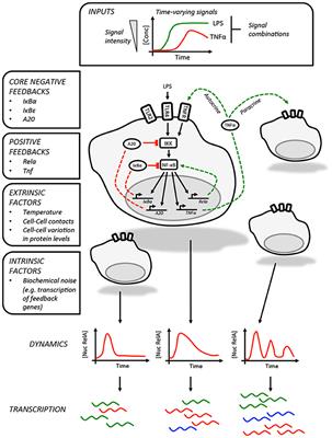 Signal Distortion: How Intracellular Pathogens Alter Host Cell Fate by Modulating NF-κB Dynamics